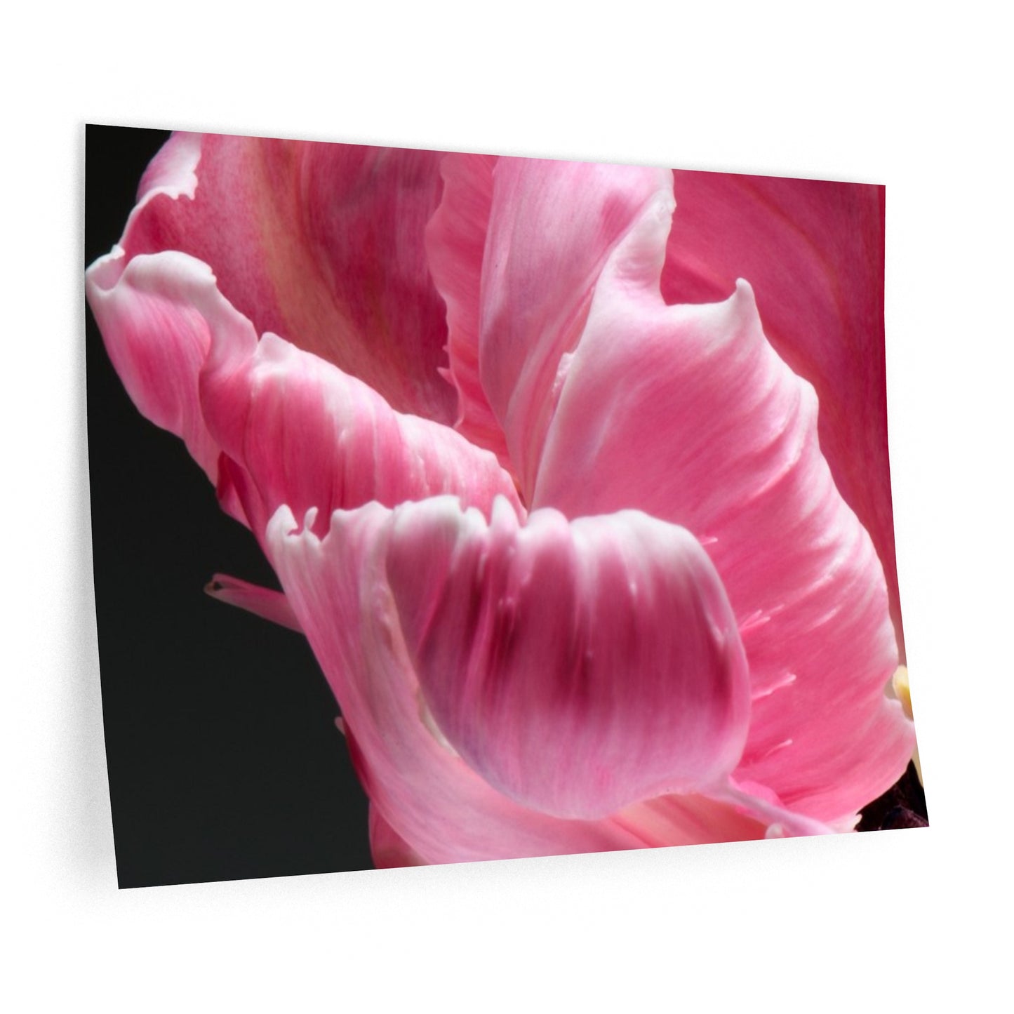 Print Decal-French Tulip by Katharine Galo