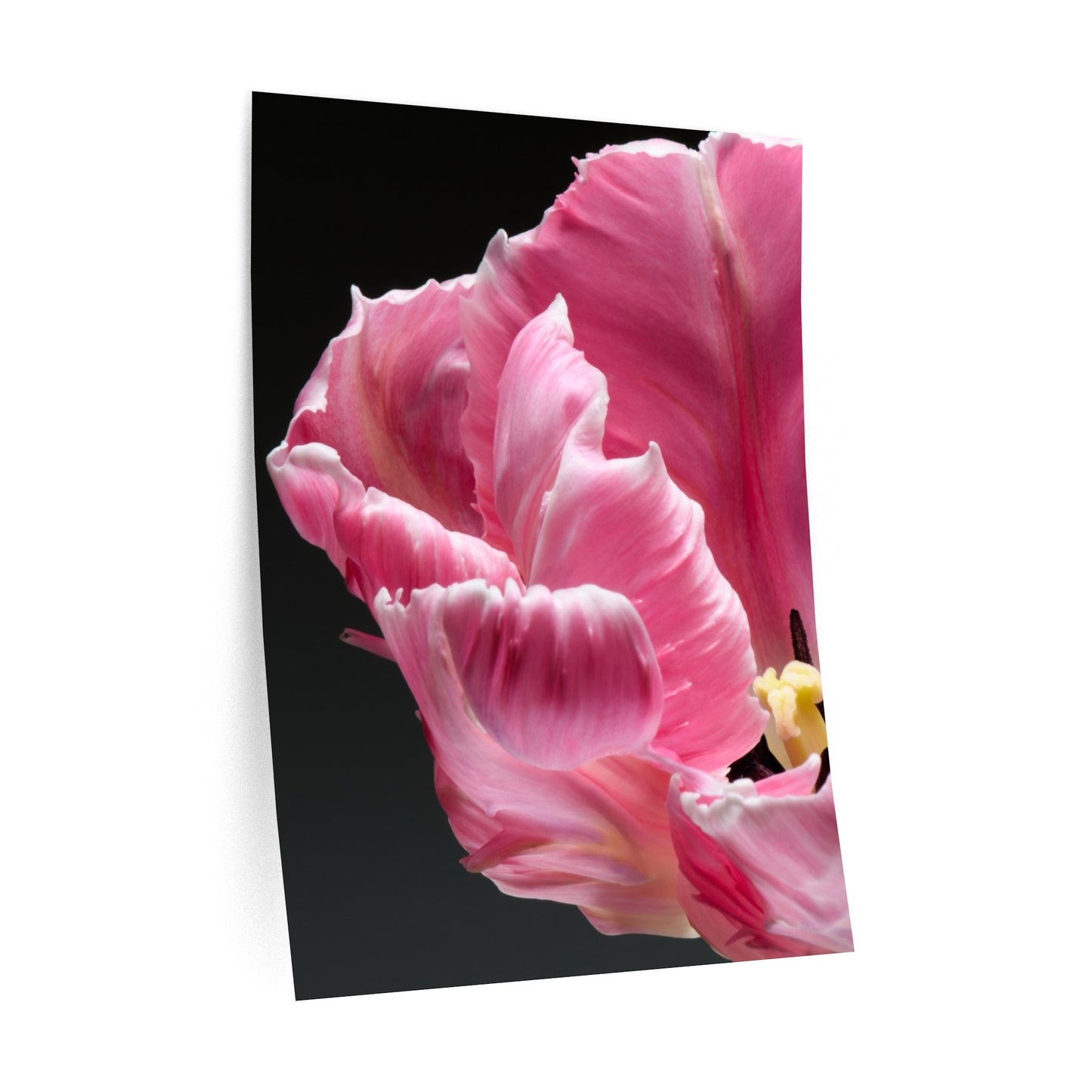 Print Decal-French Tulip by Katharine Galo