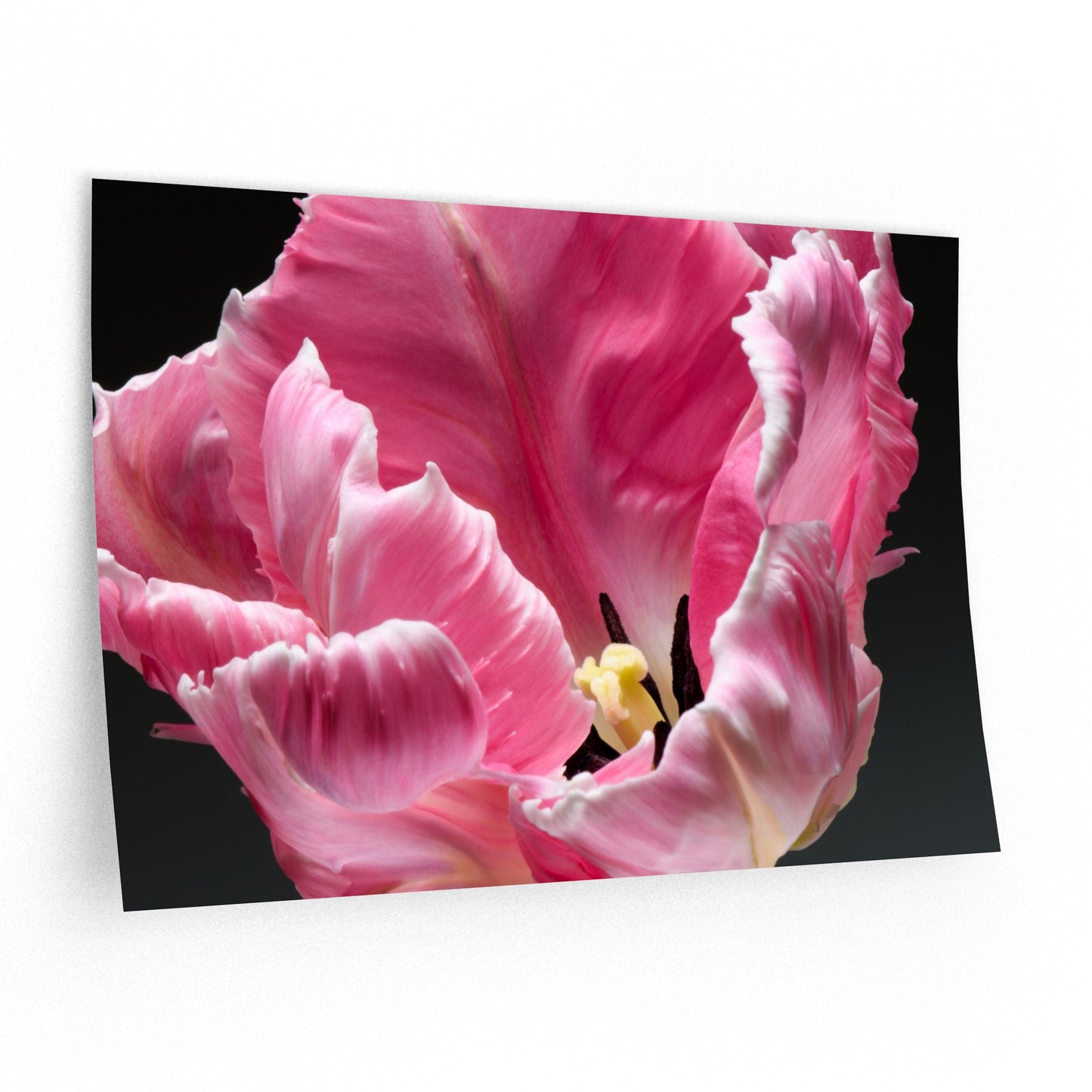 Print Decal-French Tulip by Katharine Galo