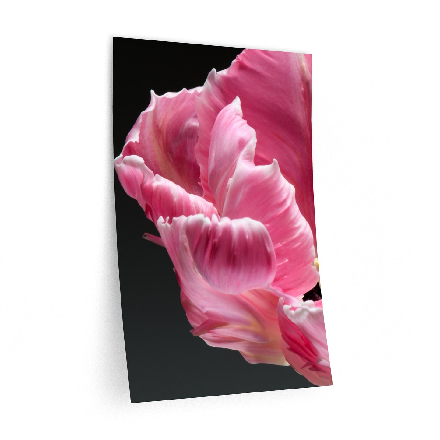 Print Decal-French Tulip by Katharine Galo